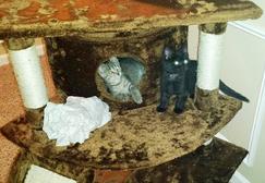 three legged kittens02