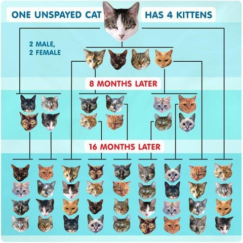 spay cat overpopulation crisis 640 480
